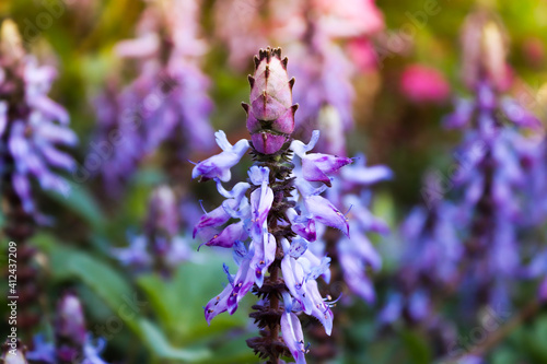 beautiful Spurflower photo