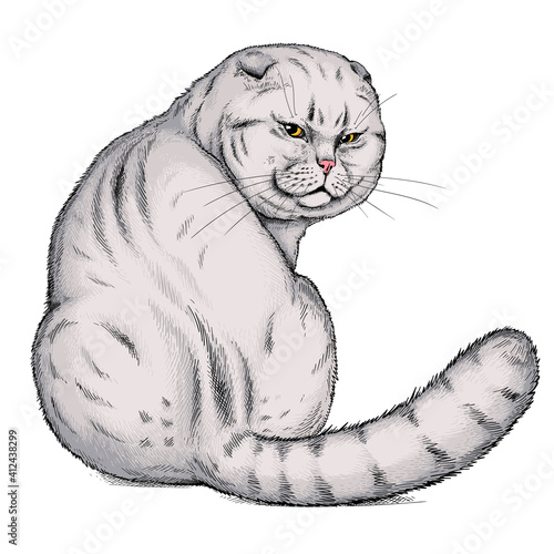 Cute scottish fold cat sketch. Vector illustration in hand drawn style