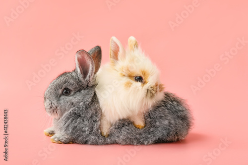 Photography Cute funny rabbits on color background