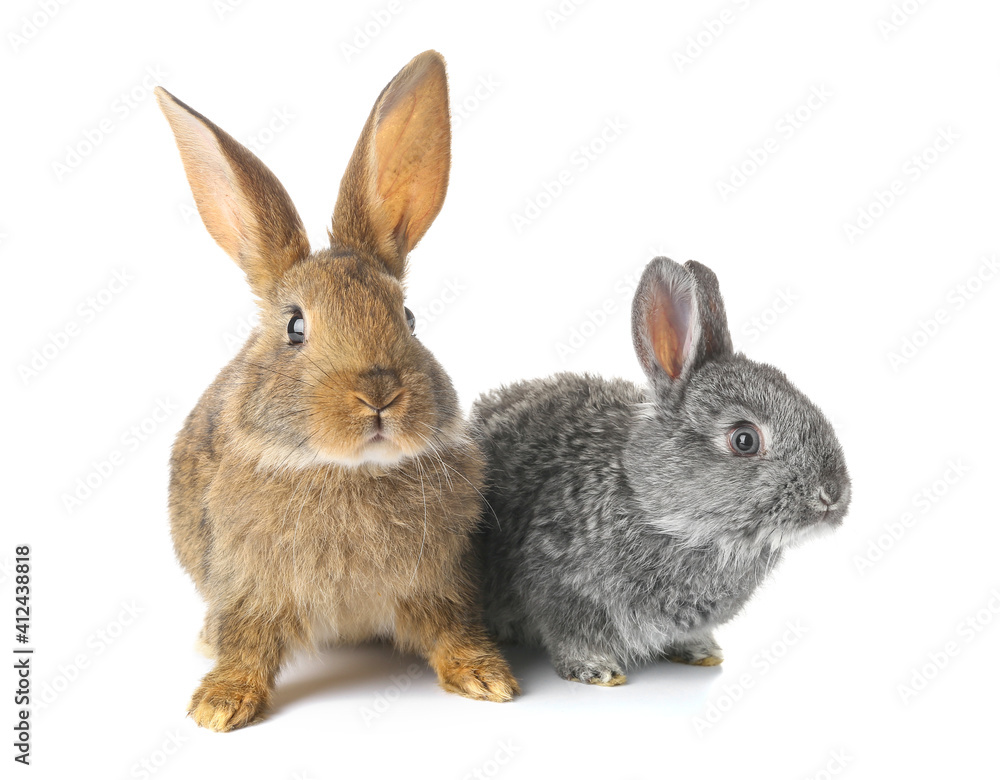 Obraz premium Cute funny rabbits on white background