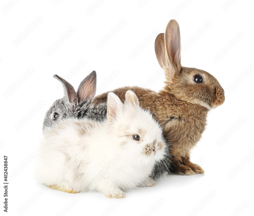 Obraz premium Cute funny rabbits on white background