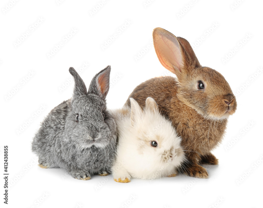 Fototapeta premium Cute funny rabbits on white background