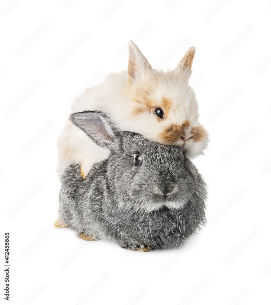 Cute funny rabbits on white background Cute funny rabbits on white background
