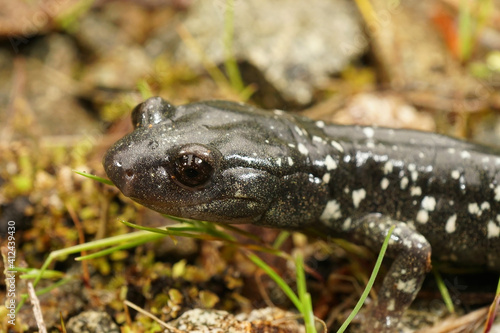 Detailed closeup of the head of a Black Salamander , Aneides flavipunctatus , in North California.