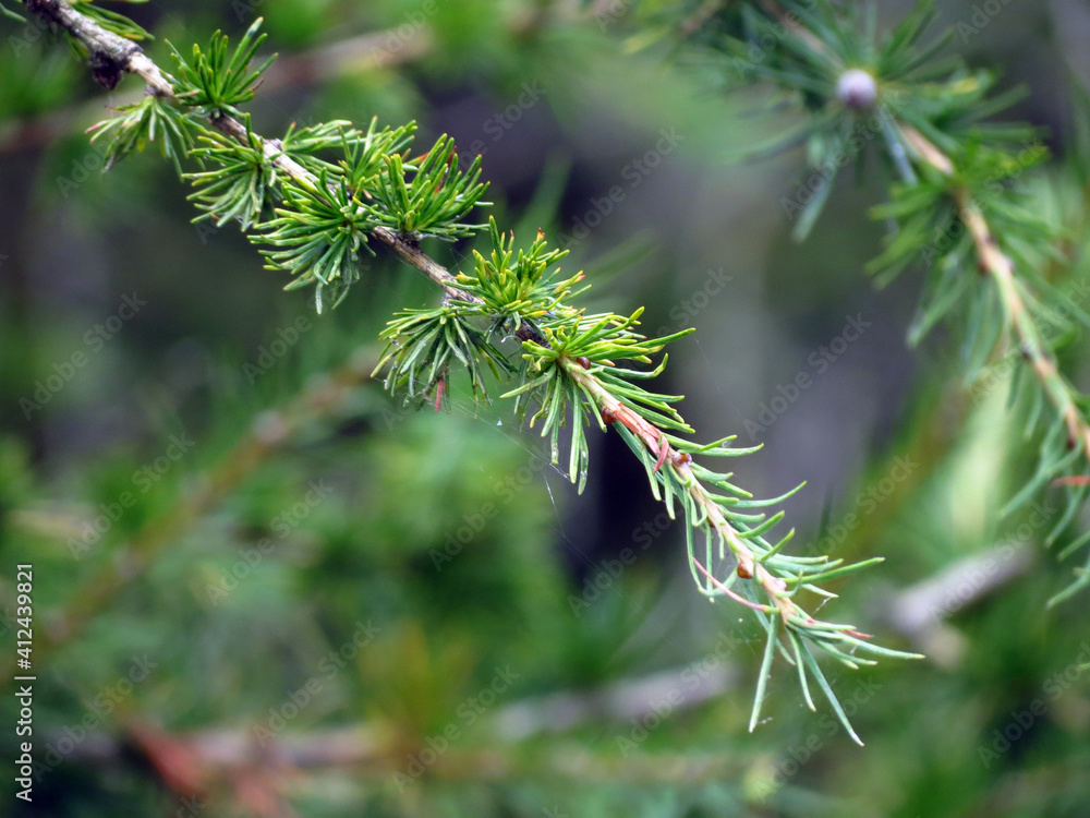 branch of a pine branch of a pine