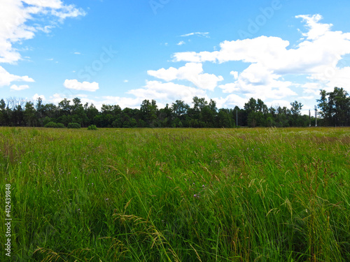 field in summer with a blue sky