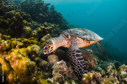 Underwater photography, turtle resting among coral reef with divers and snorkelers observing from the surface © Aaron