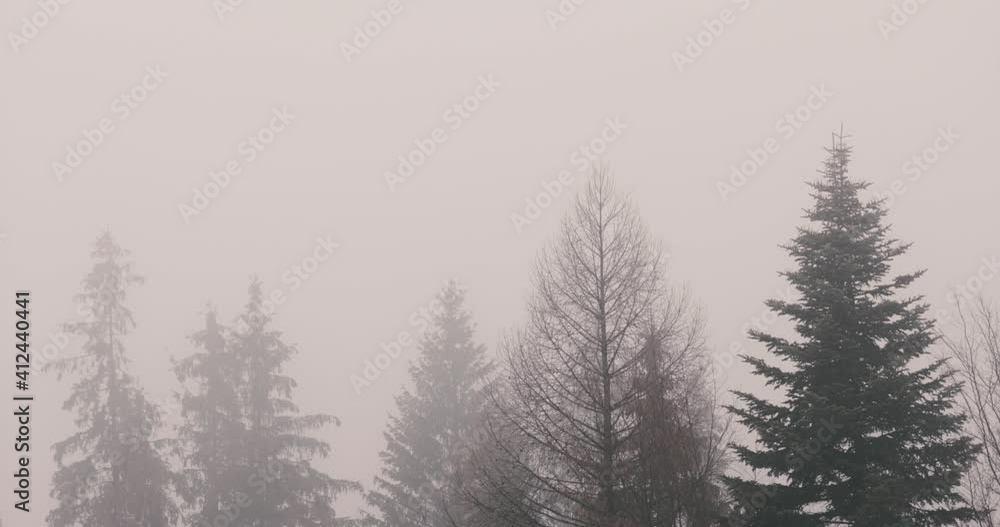 pine trees on a misty morning pine trees on a misty morning