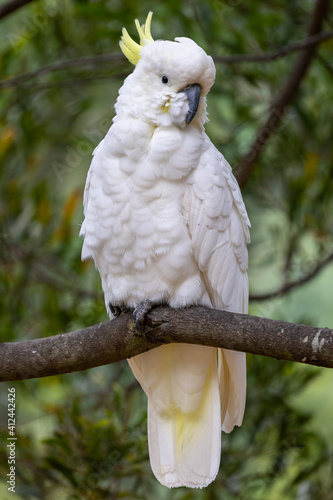 Native birds, the Yellow-Crested Cockatoo in the bush in Hobart, Tasmania, Australia