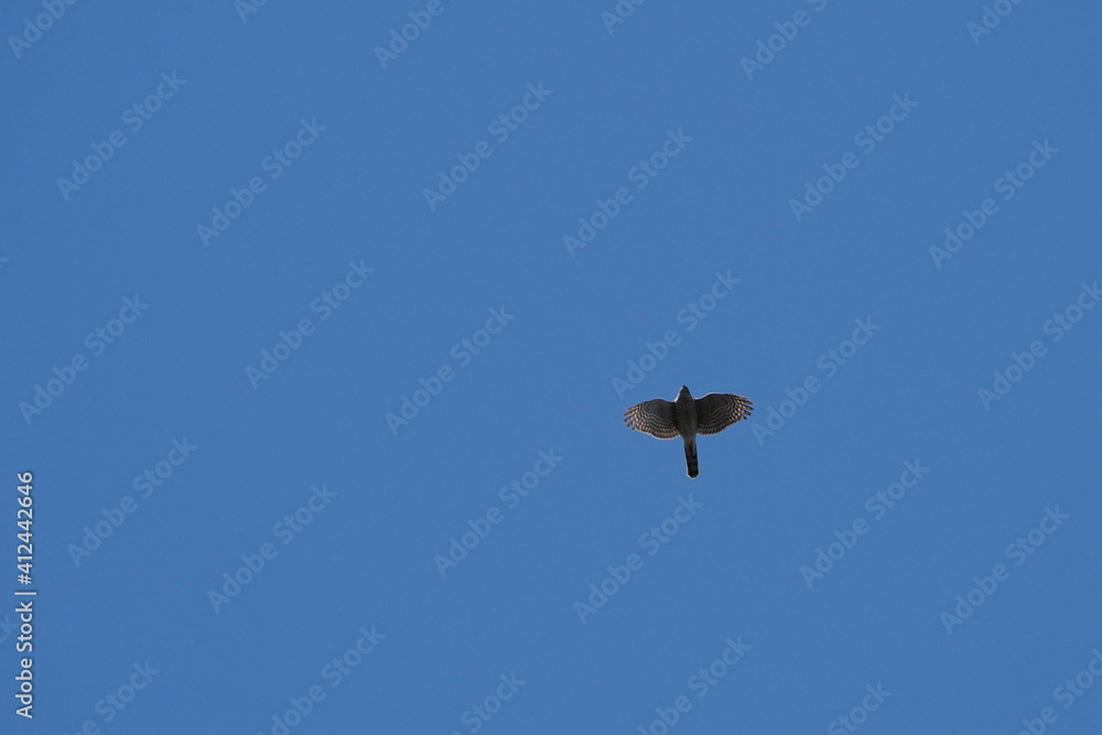 eurasian sparrow hawk in the sky eurasian sparrow hawk in the sky