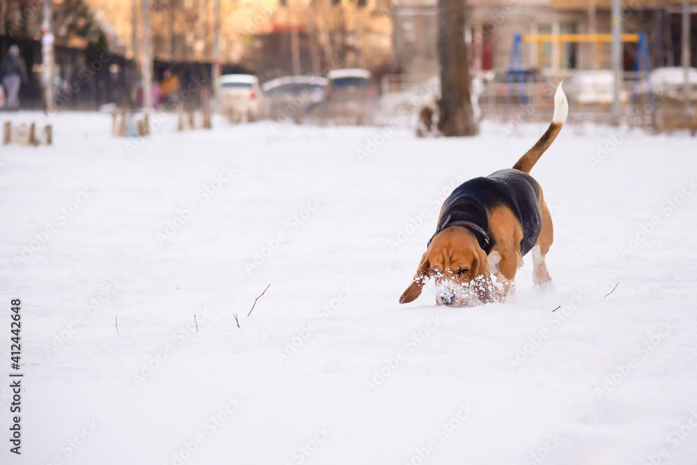 cute funny dog beagle playing in the snow in winter outdoors cute funny dog beagle playing in the snow in winter outdoors