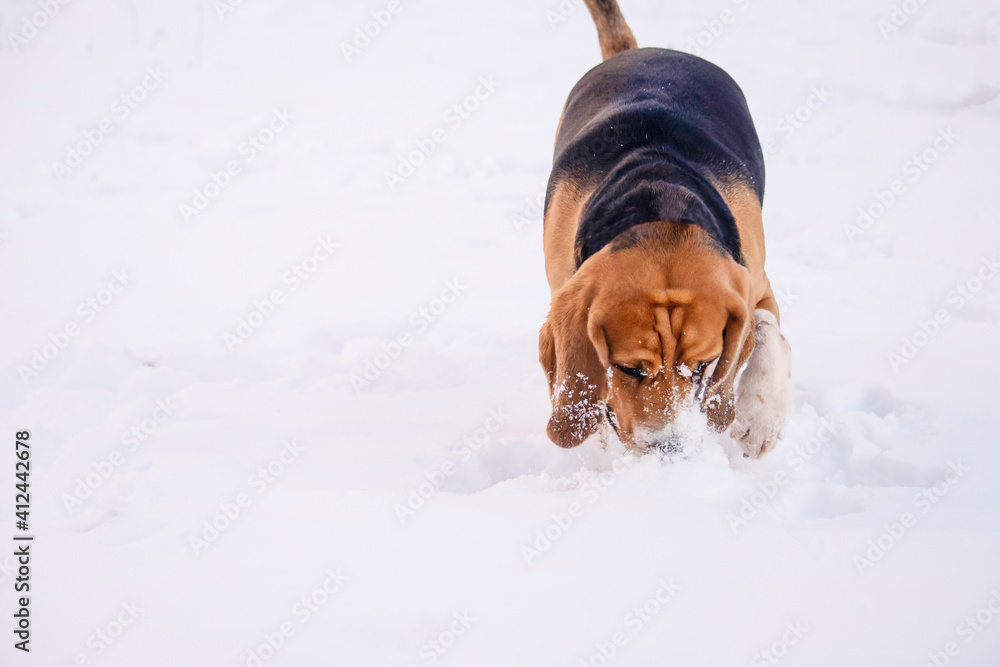 cute funny dog beagle playing in the snow in winter outdoors 