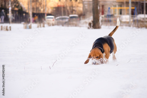 Fototapeta Naklejka Na Ścianę i Meble -  cute funny dog beagle playing in the snow in winter outdoors 