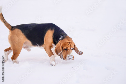 cute funny dog beagle playing in the snow in winter outdoors 