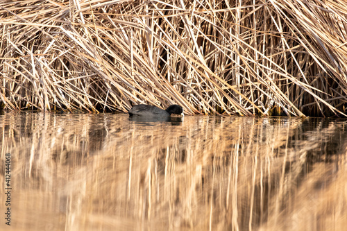 ducks in their habitat © Javier