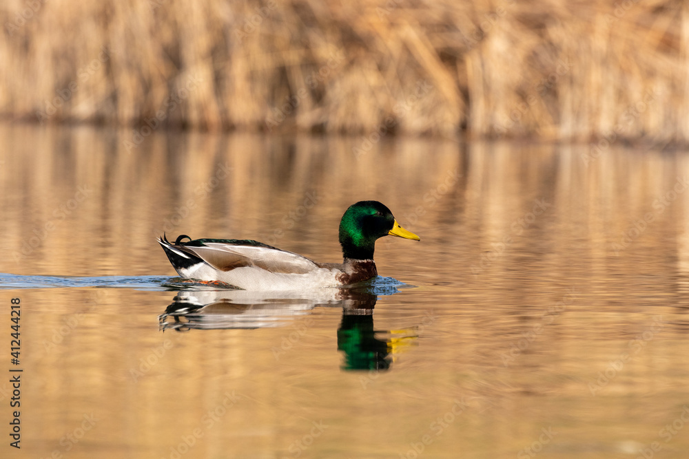 Obraz premium ducks in their habitat 