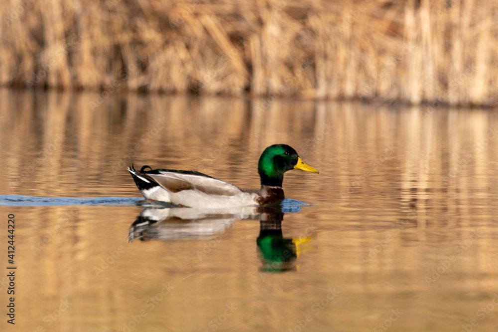 Obraz premium ducks in their habitat 