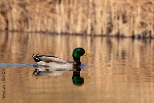 ducks in their habitat 