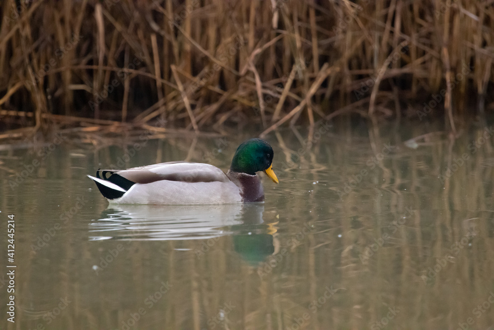 Obraz premium ducks in their habitat