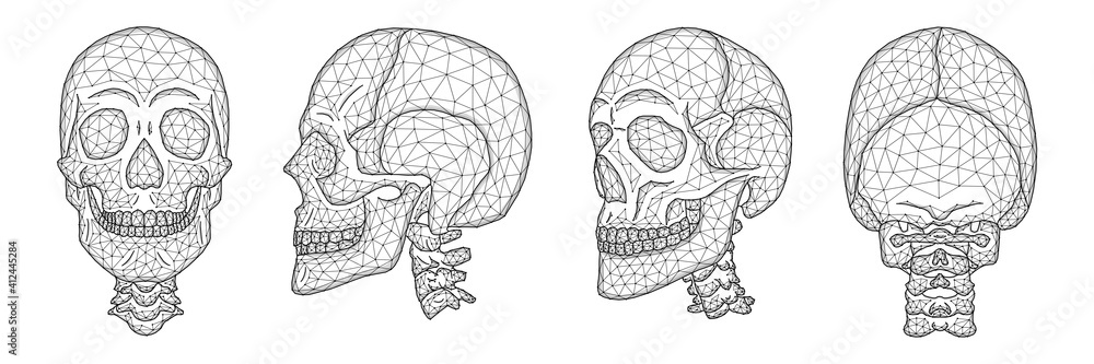 Polygonal vector illustration of a human skull front, side, and back ...