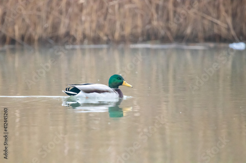 ducks in their habitat 