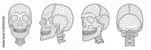 Polygonal vector illustration of a human skull front, side, and back view. A set of anatomical models of skulls and cervical spine