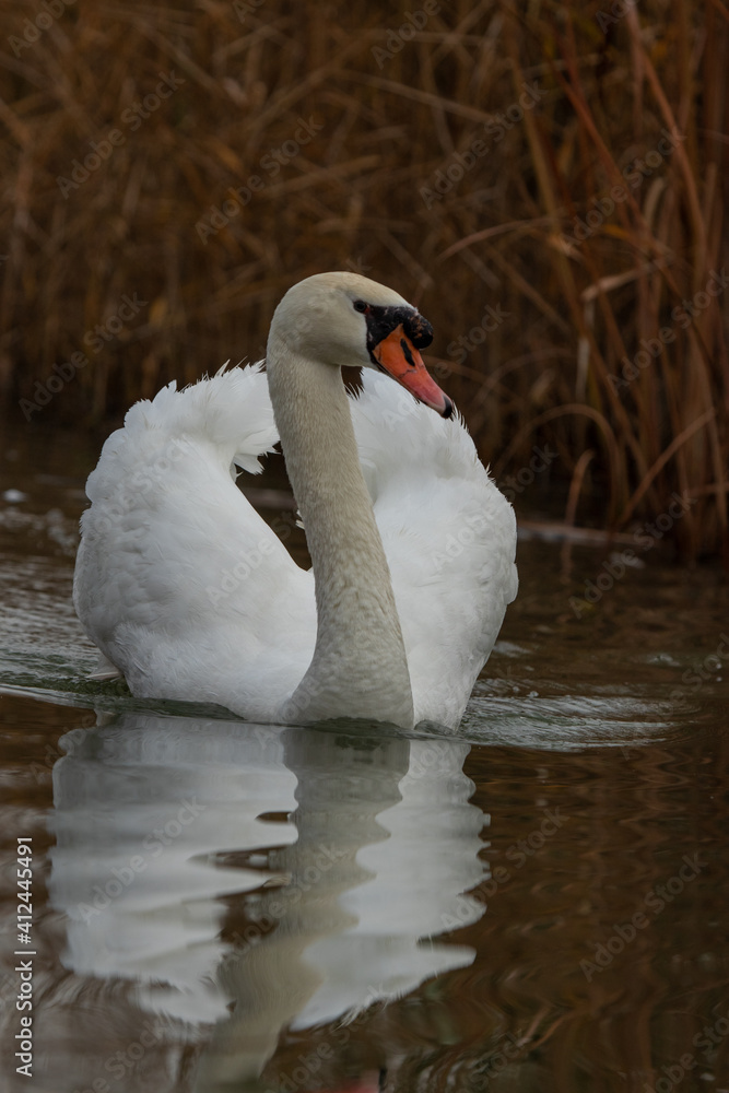 Obraz premium ducks in their habitat 