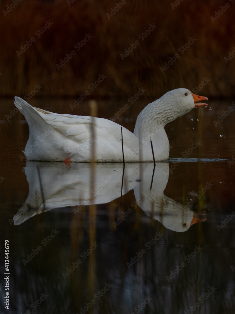 ducks in their habitat