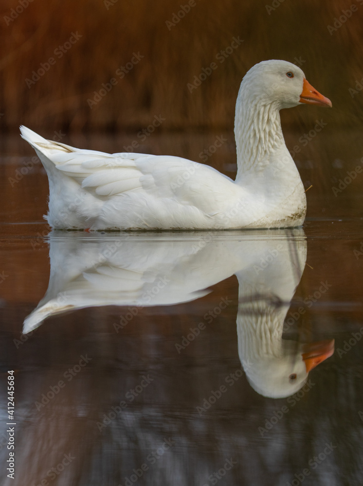 ducks in their habitat