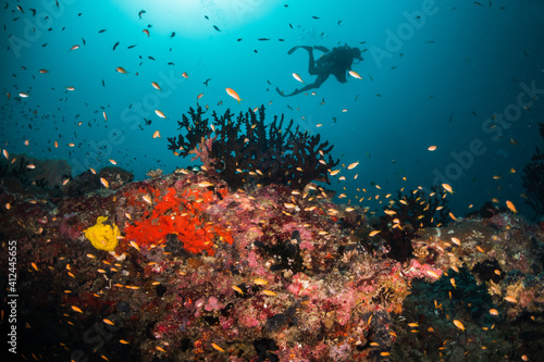 Underwater photography, scuba divers swimming over a lively coral reef surrounded by small tropical fish in blue ocean. Maldives, Asia, Indian Ocean