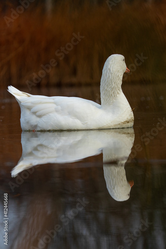 ducks in their habitat
