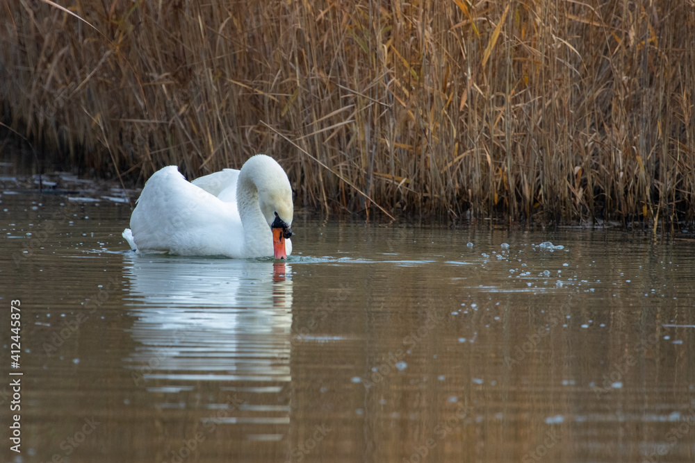 ducks in their habitat