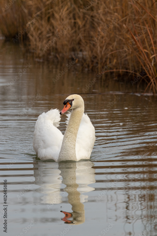 ducks in their habitat