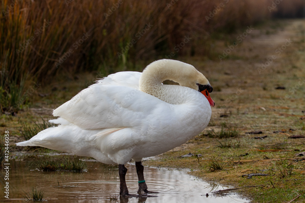 ducks in their habitat