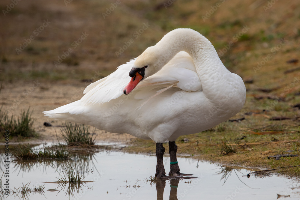 ducks in their habitat