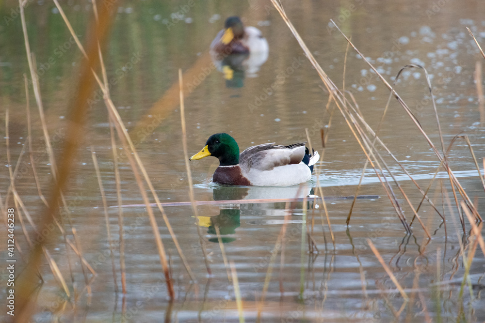 ducks in their habitat