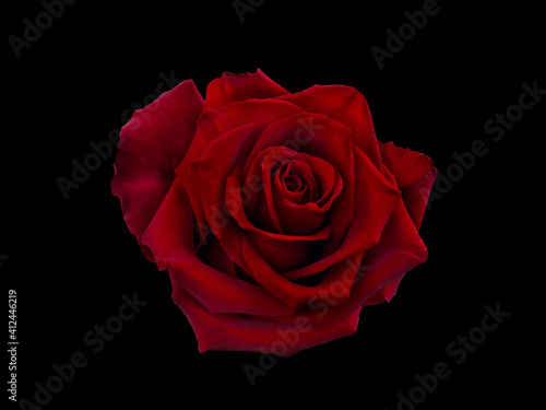Dark red rose is on black background