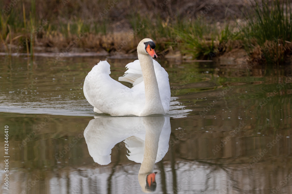 ducks in their habitat