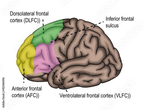 The surface of human's brain shown frontal lobe and its relative region. 