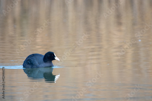 ducks in their habitat  © Javier