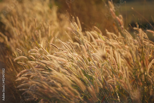 Blooming grass and the evening light of the sunset.