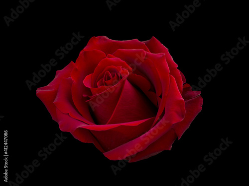 Fototapeta Naklejka Na Ścianę i Meble -  Dark red rose is on black background