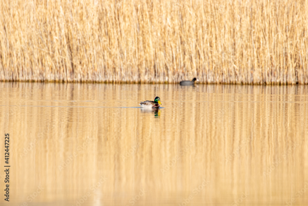 ducks in their habitat