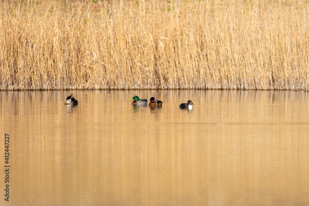 ducks in their habitat