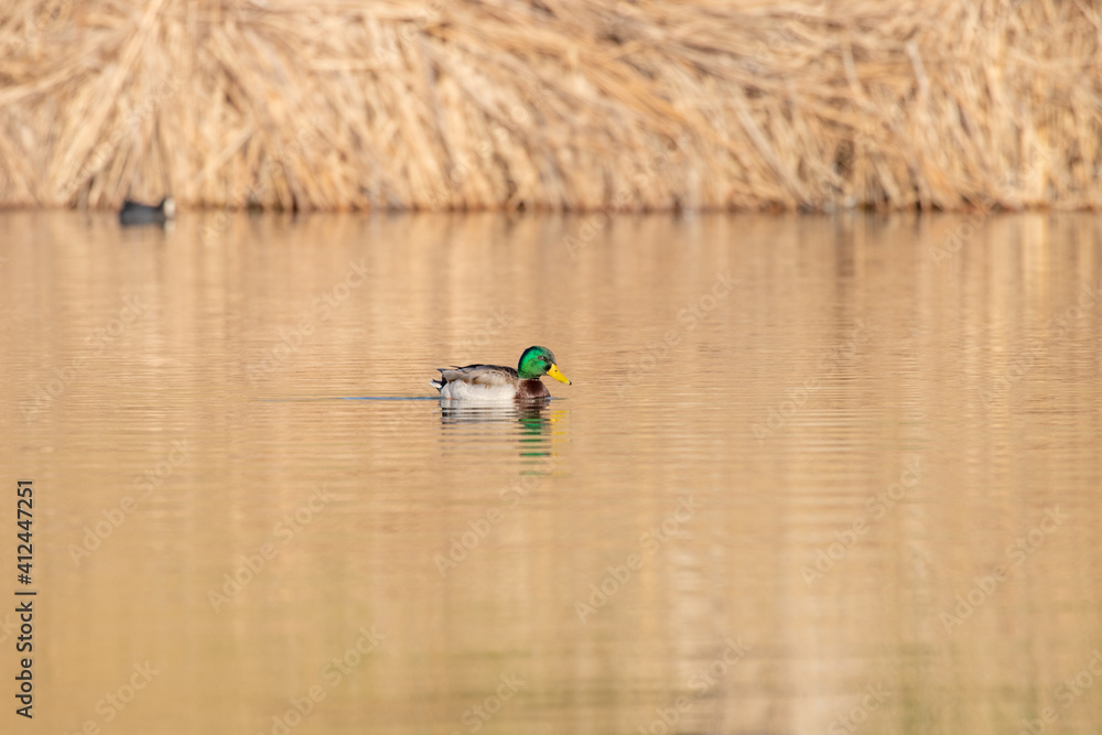 ducks in their habitat