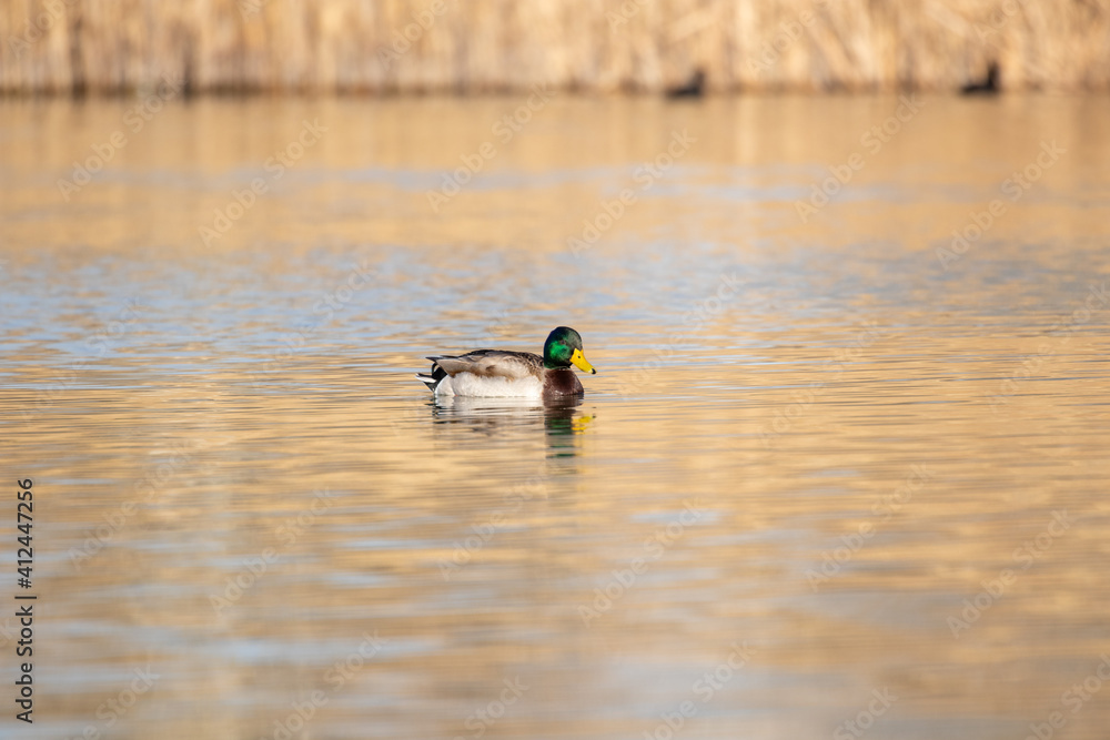 ducks in their habitat