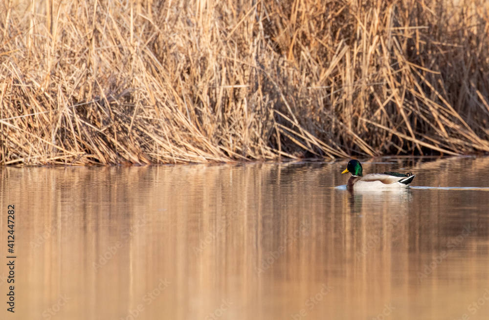 ducks in their habitat