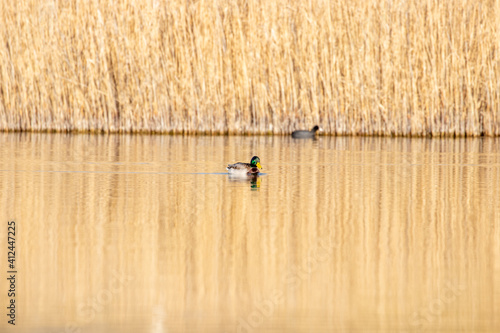 Obraz na płótnie ducks in their habitat
w salonie