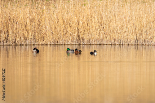 Obraz na płótnie ducks in their habitat
w salonie