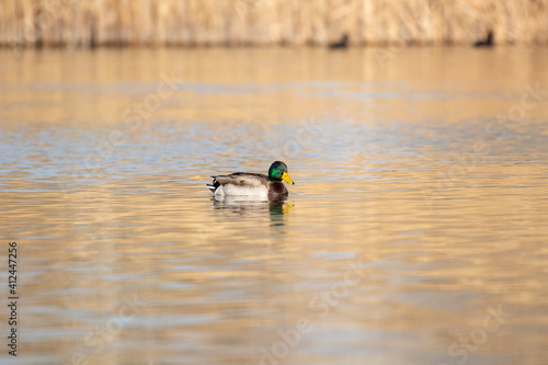 ducks in their habitat  © Javier